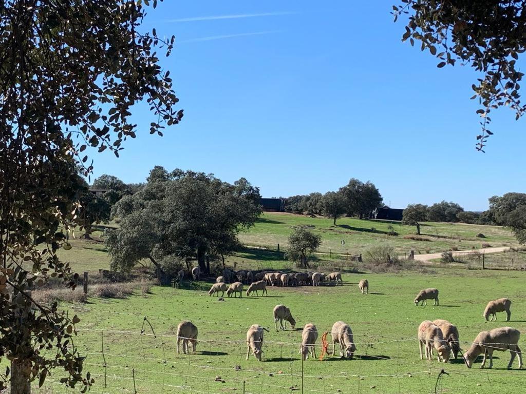 Casa Rural "El Carrasca" El Carrascalejo Eksteriør billede