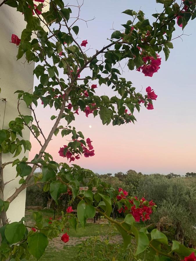 Casa Rural "El Carrasca" El Carrascalejo Eksteriør billede